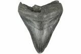 Fossil Megalodon Tooth - South Carolina #203114-1